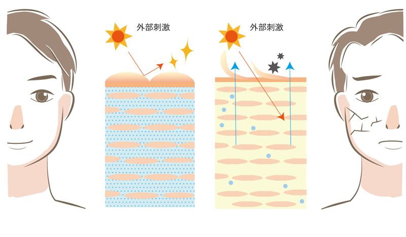 紫外線や間違ったケアによってバリア機能（皮脂膜やセラミド）が壊れ、肌内部の水分が蒸発していく図解。乾燥を補うために過剰な皮脂が分泌される悪循環のメカニズムを表現。