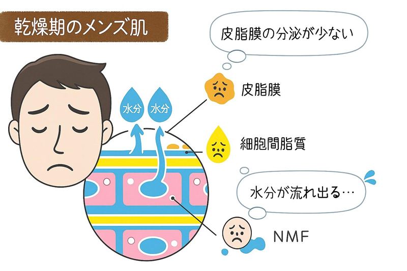 肌の表面を保護する皮脂膜が不十分で、角質層の隙間から水分が蒸発していく様子を描いた図解。一見潤っているように見えても、内部のセラミド減少により水分保持力が低下し、老化の引き金となる「インナードライ肌」に陥っているメカニズムを視覚化したイメージ。